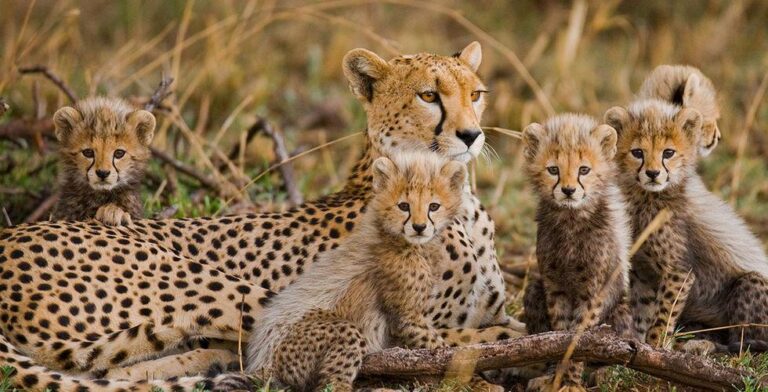 Safari on a Budget: How to See Uganda for Less